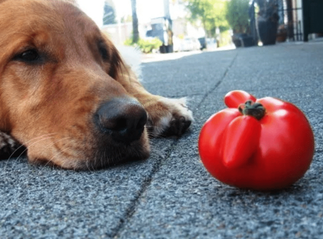 Cho chó ăn cà chua được không?