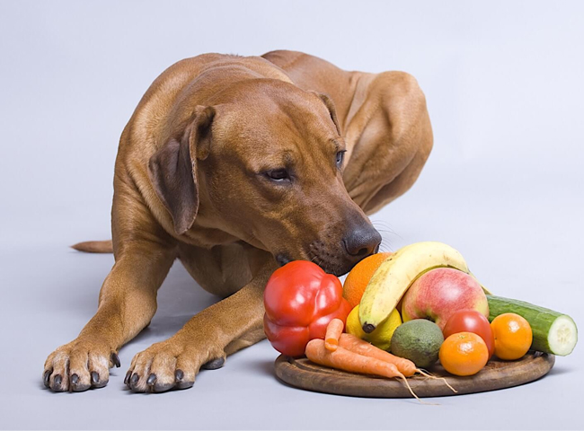 Câu hỏi thường gặp về nhu cầu dinh dưỡng cho chó già