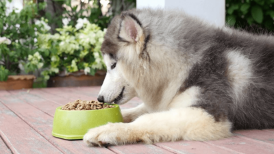 Thức ăn cho chó Alaska đa dạng các nhóm chất