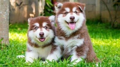 Những chú cún Alaska với màu lông siêu hiếm thường có giá đắt đỏ