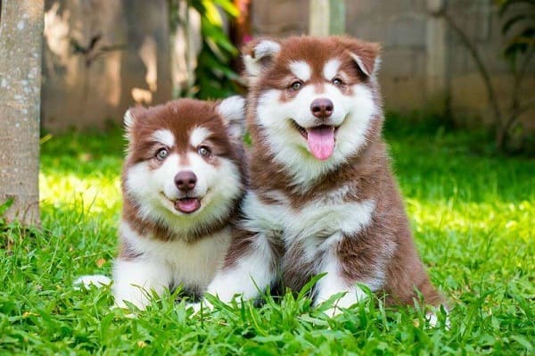 Những chú cún Alaska với màu lông siêu hiếm thường có giá đắt đỏ 