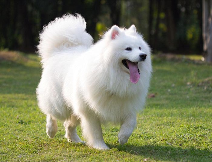 Chó Alaska trắng như một cục bông 