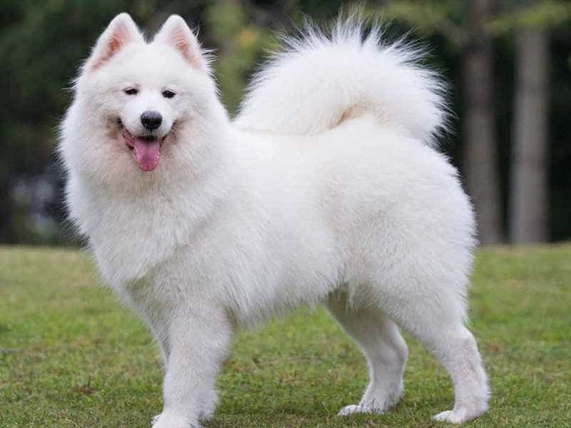 Chó Alaska trắng khổng lồ với bộ lông trắng muốt ấn tượng