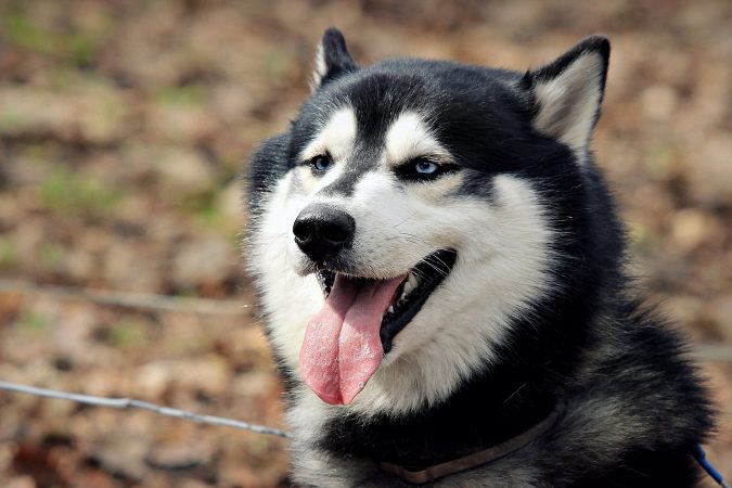 Những chú chó Alaska thích vui đùa ngoài vườn