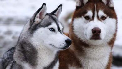 Chó Alaska trắng tuyết giá bao nhiêu?