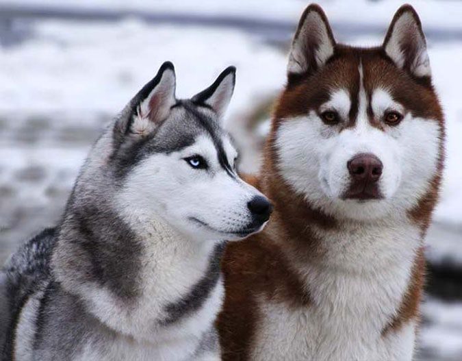 Chọn chó Alaska giá bao nhiêu là hợp túi tiền?