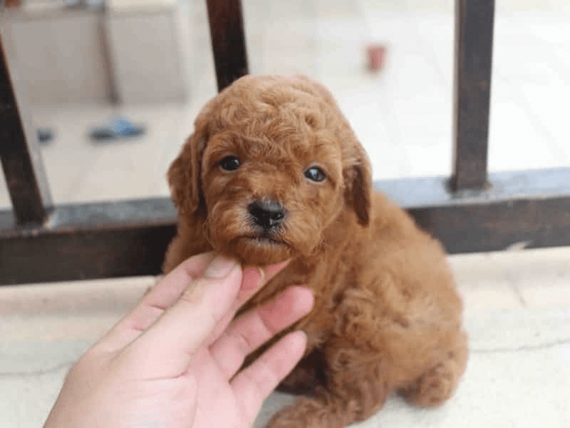 Chó Poodle rất ít khi rụng lông