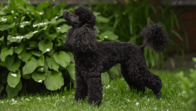 Chó Poodle đen giá bao nhiêu được cập nhật mới nhất