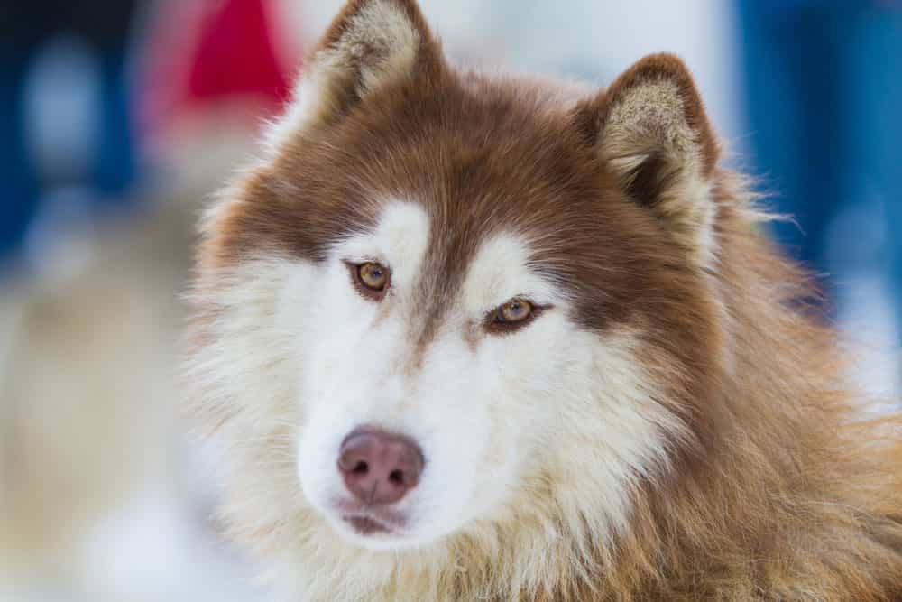 Màu lông nâu đỏ làm giá của chú chó Alaska này đắt hơn các anh em cùng giống khác