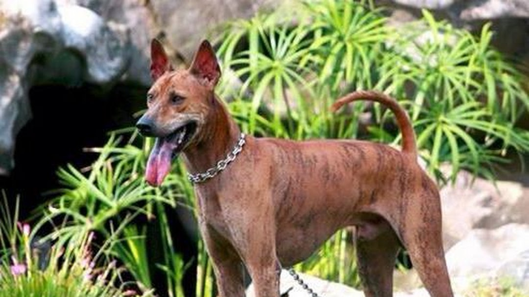 Chó Phú Quốc giống thuần chủng sở hữu vẻ đẹp ngoại hình được nhiều chủ nuôi yêu thích.