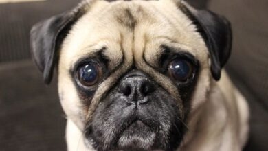 Nguyên nhân và cách chữa trị chó Pug bị đục mắt hiệu quả