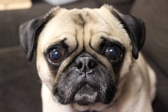 Nguyên nhân và cách chữa trị chó Pug bị đục mắt hiệu quả