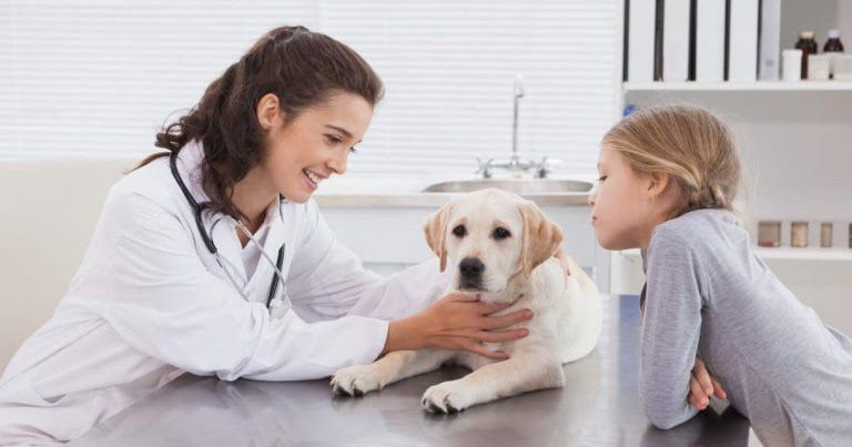 Khi chó Pug con bị đục mắt, bạn nên đưa đến cơ sở thăm khám thú y để bác sĩ trực tiếp khám