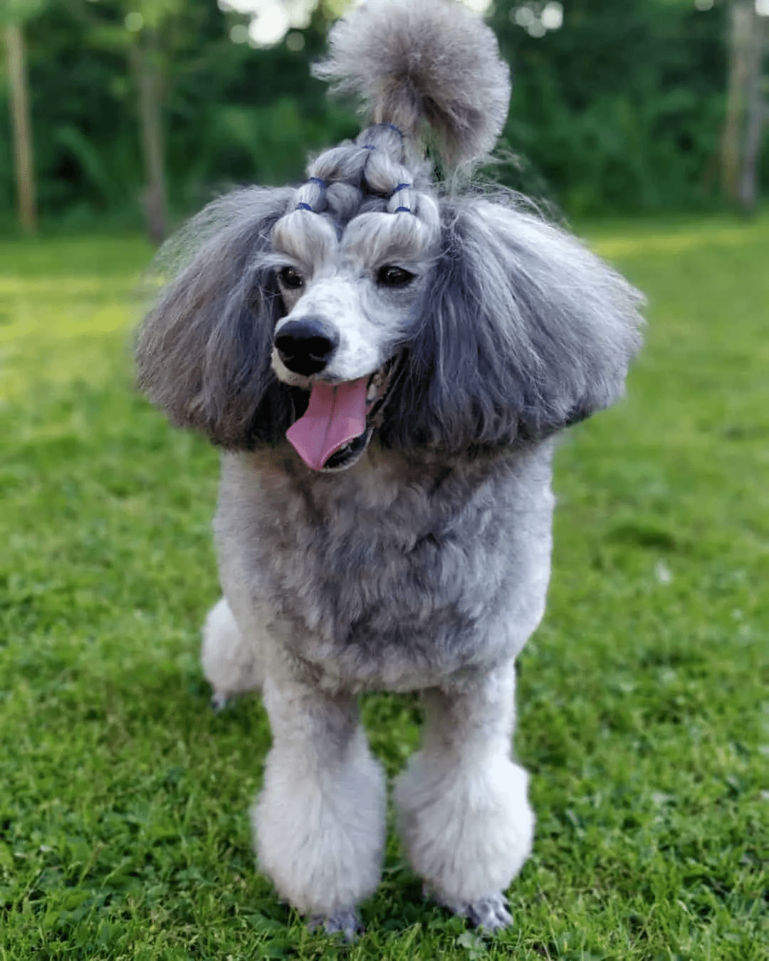Chó Poodle màu xám khói có giá bán khá cao