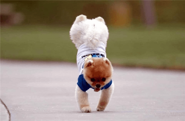 Huấn luyện chó Poodle đi 2 chân từ những bước cơ bản
