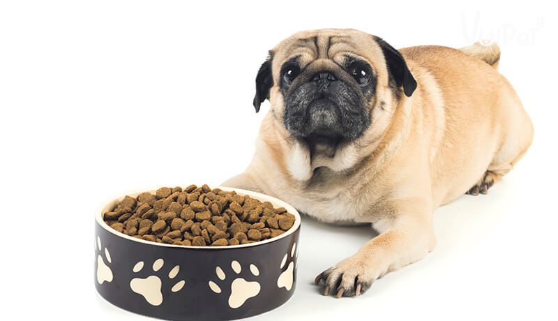 Chó Pug ăn gì để mập, đủ dinh dưỡng?