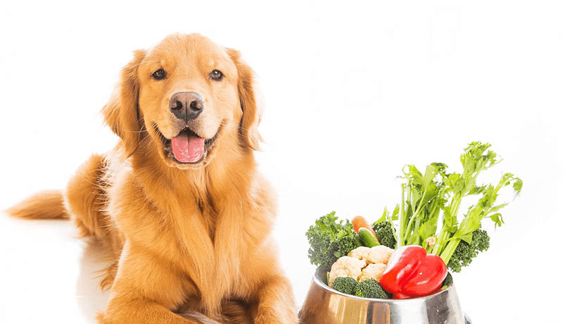 Chó poodle cần ăn nhiều hoa quả để tốt cho sức khỏe.