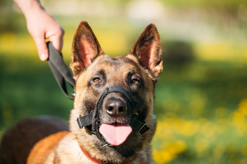 Bạn hãy đeo vòng cổ cho chó Becgie Bỉ, kết hợp với dây dắt có chiều dài khoảng 50cm