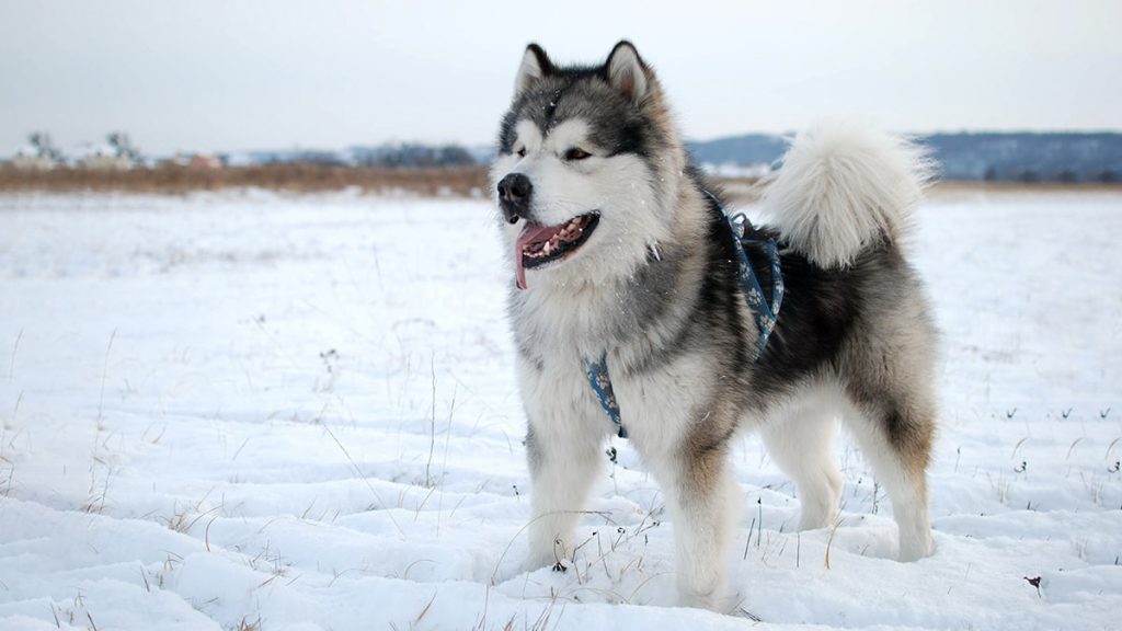 Chó Alaska có khôn không hay chỉ là giống chó cảnh bình thường?