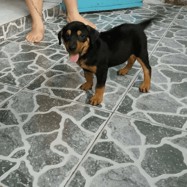Chó Phú Quốc lai Becgie