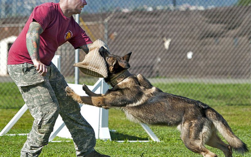 Bạn chỉ thực sự được đánh giá huấn luyện thành công khi cún không tấn công nếu chưa có lệnh từ bạn