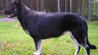 Nguồn gốc và đặc điểm nổi bật của chó Becgie Nga thuần chủng