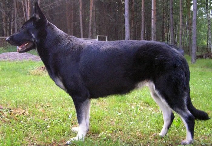 Phần đầu của chó Becgie Nga có tỷ lệ cân đối so với chiều dài thân