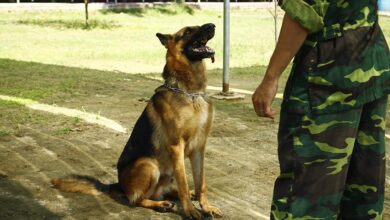 Tìm hiểu chương trình đào tạo tại trường huấn luyện chó Becgie