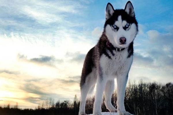 Chó Husky thuần chủng hiện nay được chia làm 2 loại chính