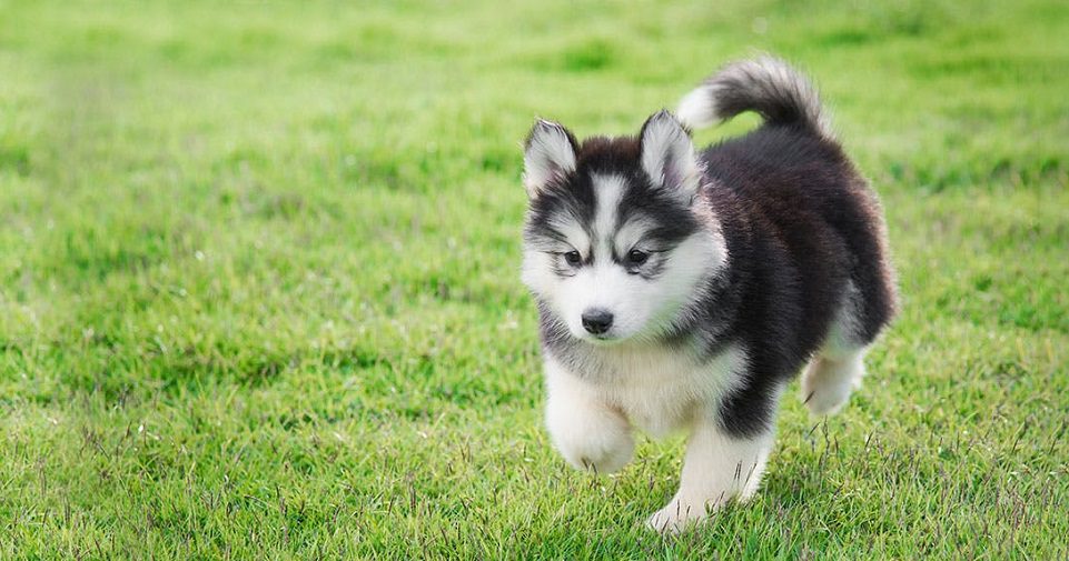 Một chú cún cưng Alaska thông minh là sự lựa chọn lý tưởng của những ai yêu cún