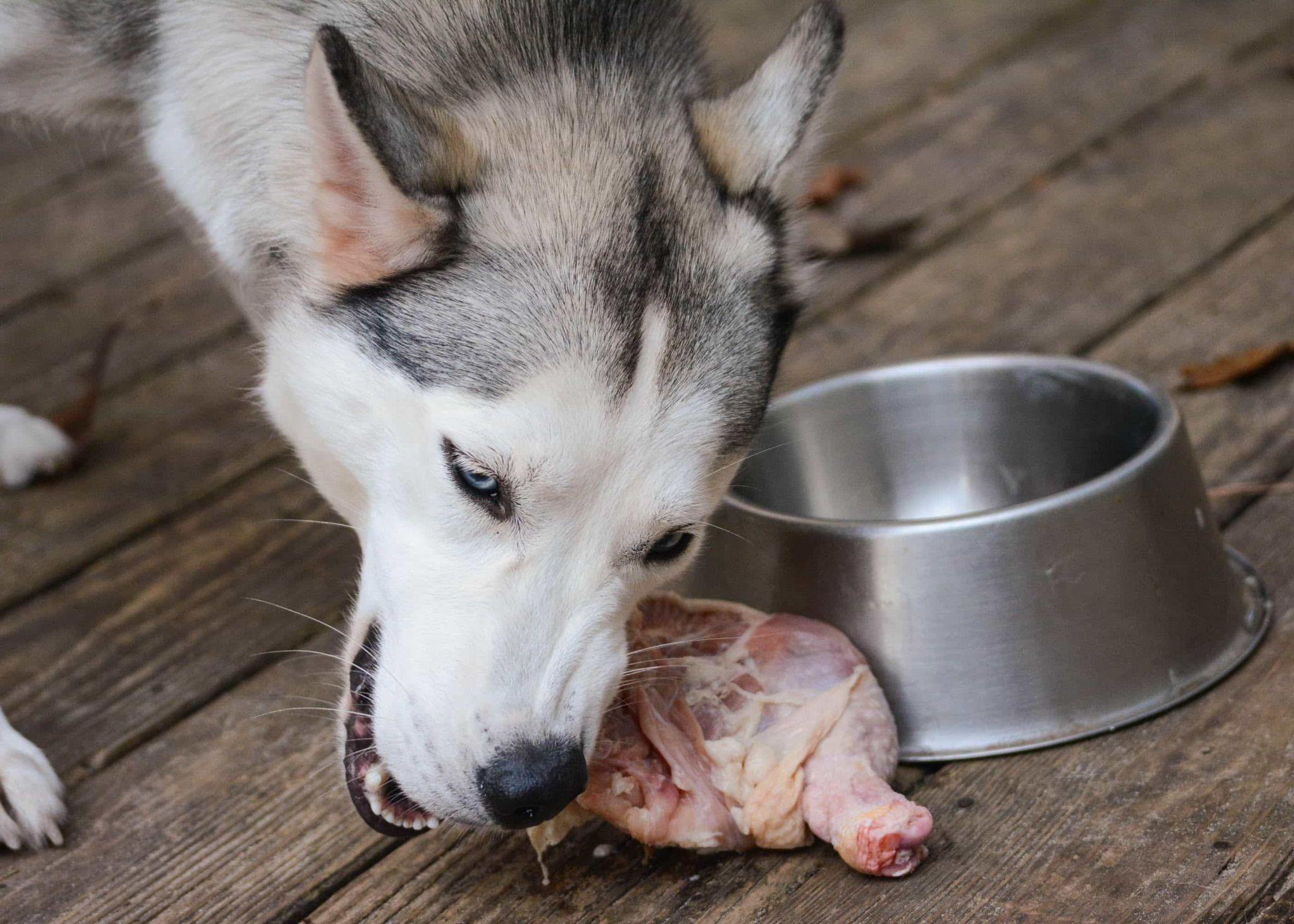 Tìm hiểu thức ăn cho chó Husky yêu thích nhất là gì?