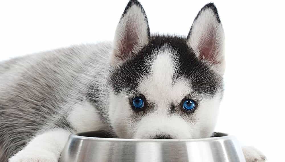 Nếu chó Husky nhà bạn trong độ tuổi từ 2 đến 5 tháng tuổi, hãy ưu tiên cho chúng ăn trung bình 4 bữa/ngày