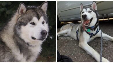 Hỏi đáp nhanh: Chó Husky và Alaska khác nhau ở điểm nào?