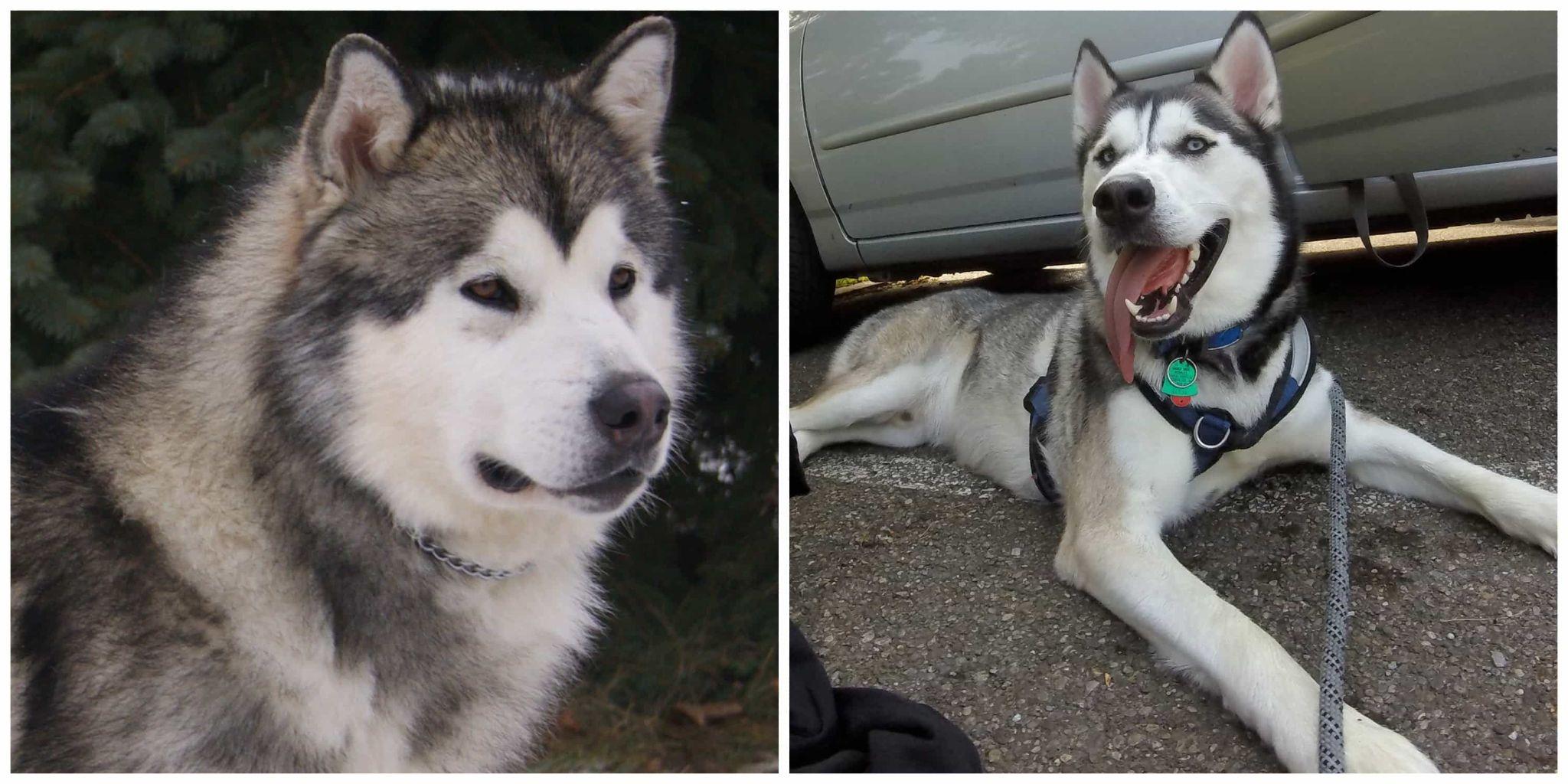 Hỏi đáp nhanh: Chó Husky và Alaska khác nhau ở điểm nào?