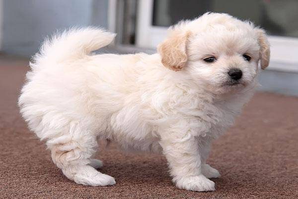 Chó Poodle lai Nhật trưởng thành sở hữu thân hình nhỏ bé