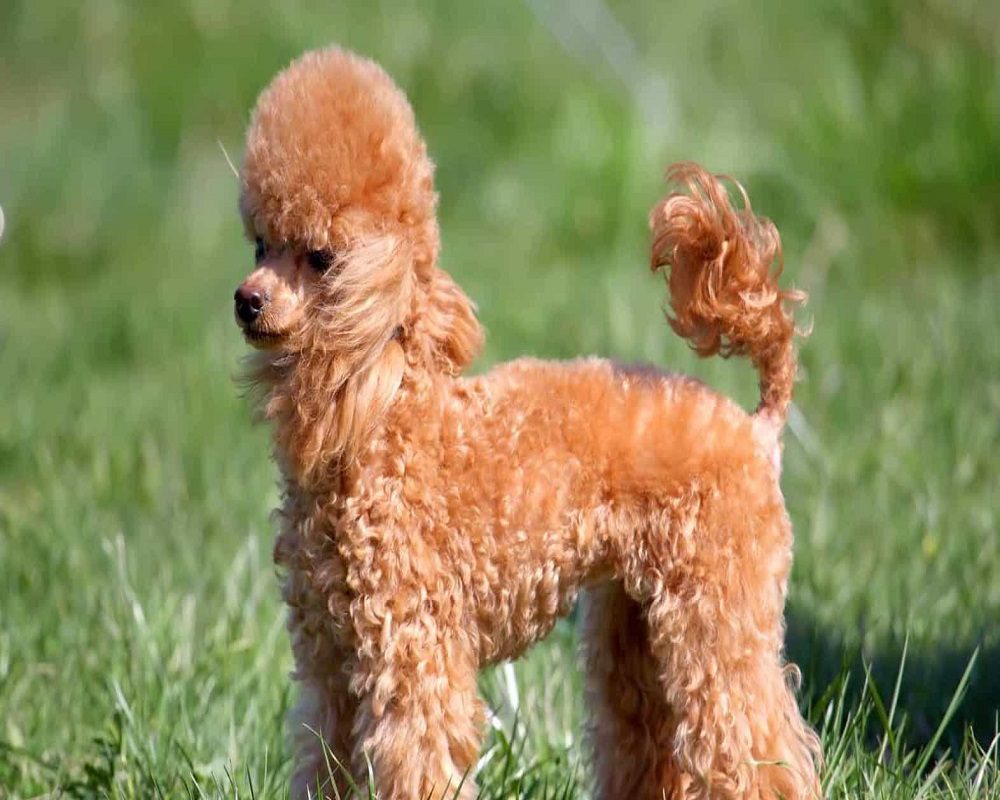 Em Mini Poodle nổi bật với 2 bím tóc và chiếc đuôi xoăn tròn