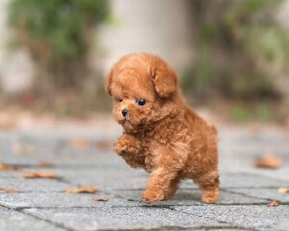Tiny - Chú chó Poodle nặng bao nhiêu kg?