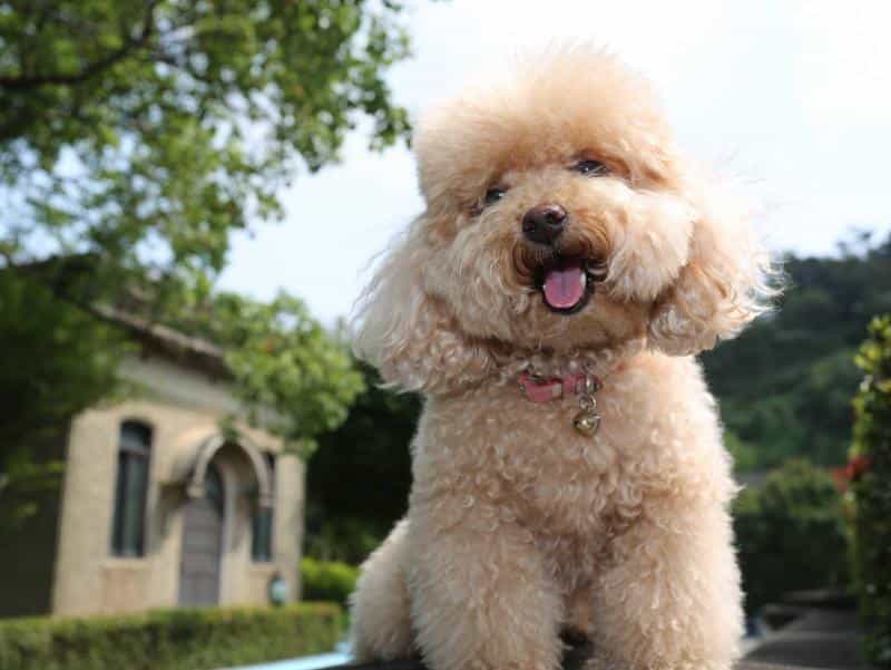 Poodle Toy là dòng chó thuần chủng phổ biến nhất