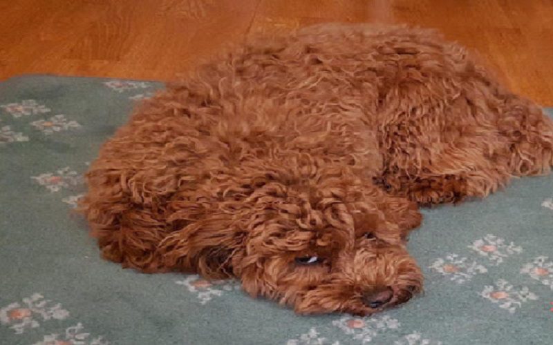 Chó poodle bị tiêu chảy với những triệu chứng đặc biệt
