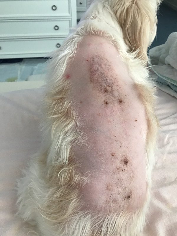 Chó Poodle bị nấm da có thể lây truyền sang những con chó khoẻ mạnh