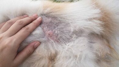 Nguyên nhân và cách điều trị chó Poodle bị nấm vảy gầu
