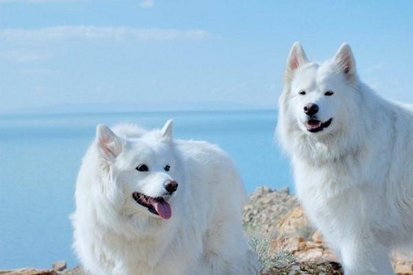 Màu lông trắng làm nên thương hiệu của những chú chó đến từ Châu Âu