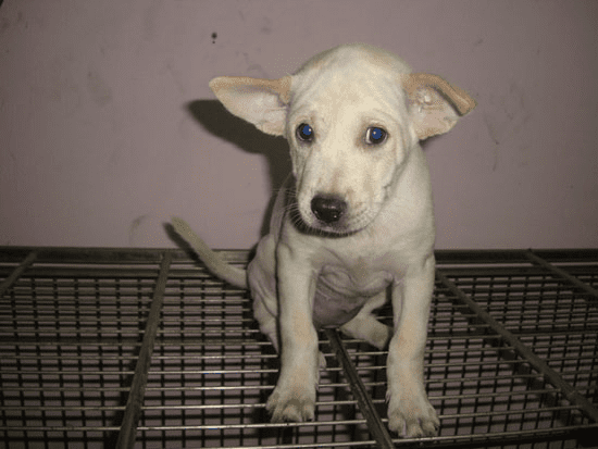 Chú chó Phú Quốc sở hữu phần lông màu trắng vô cùng mượt mà