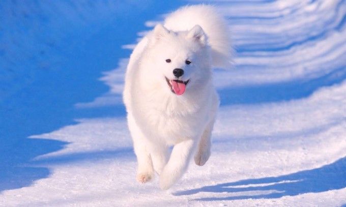 Chó Alaska màu trắng tuyết trưởng thành có giá rất cao