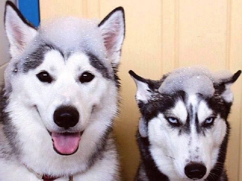 Chó Alaska và Husky khác nhau như thế nào?