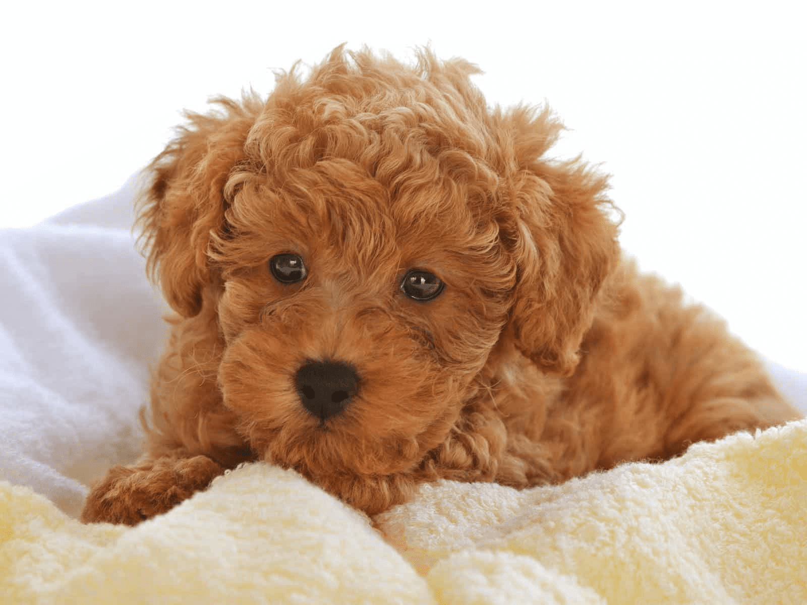 Chó Tiny có giá dao động từ 6 triệu đến 16 triệu.