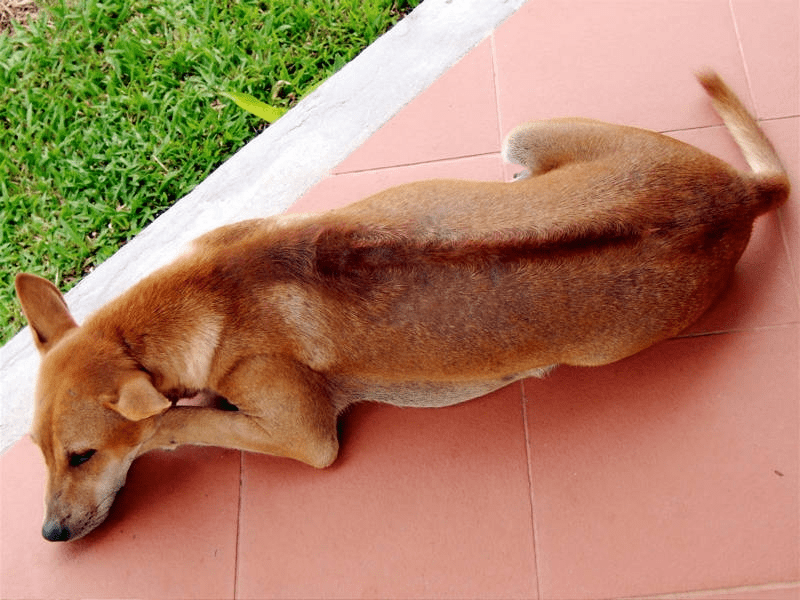 Xoáy lưng chạy dài của chó Phú Quốc