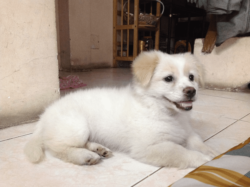Chó Phú Quốc lông xù được lai từ chó Nhật và giống Phú Quốc thuần chủng.
