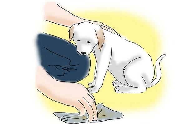 Đánh dấu nơi tiểu để huấn luyện chó Phú Quốc đi vệ sinh