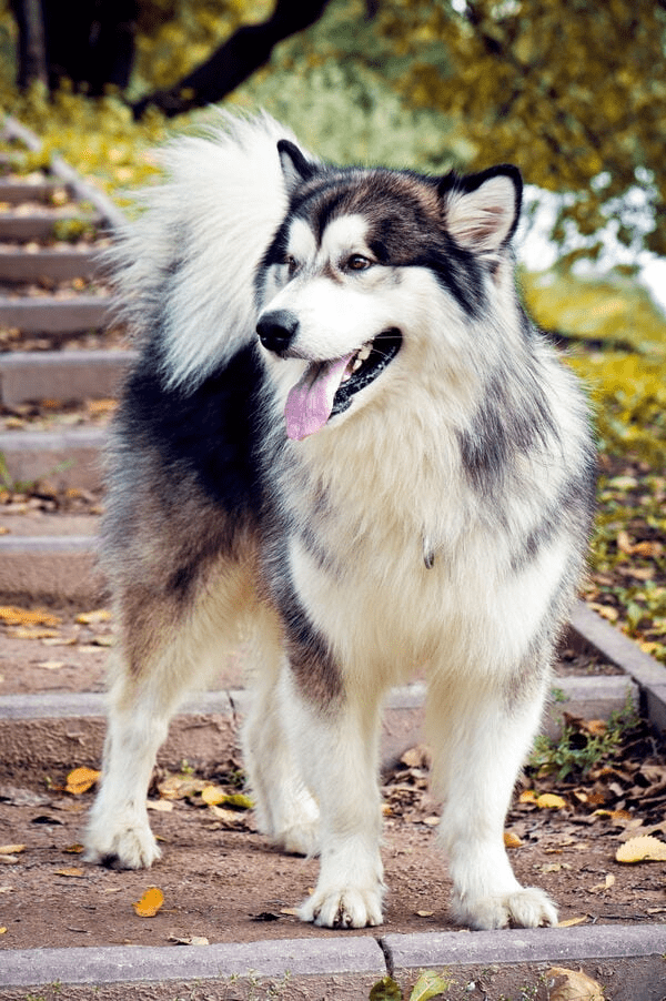 Chó Phú Quốc lai được bán với giá thấp hơn giống thuần chủng.